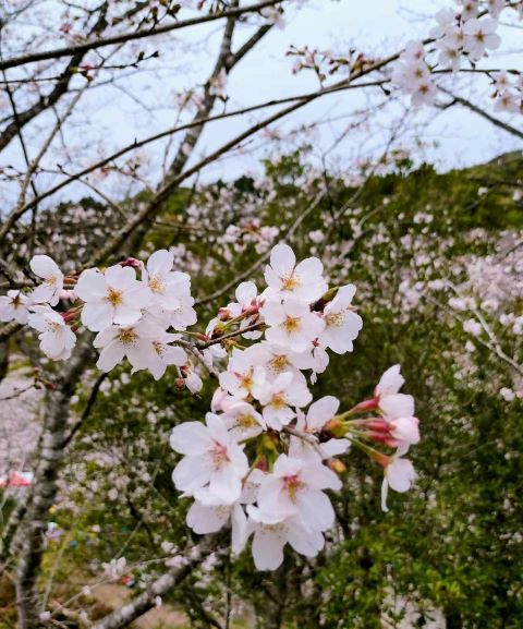 桜.jpg