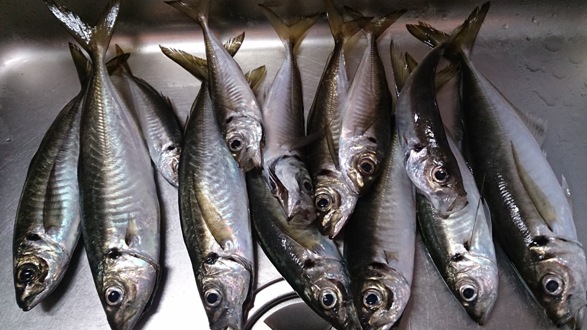 aji.jpg